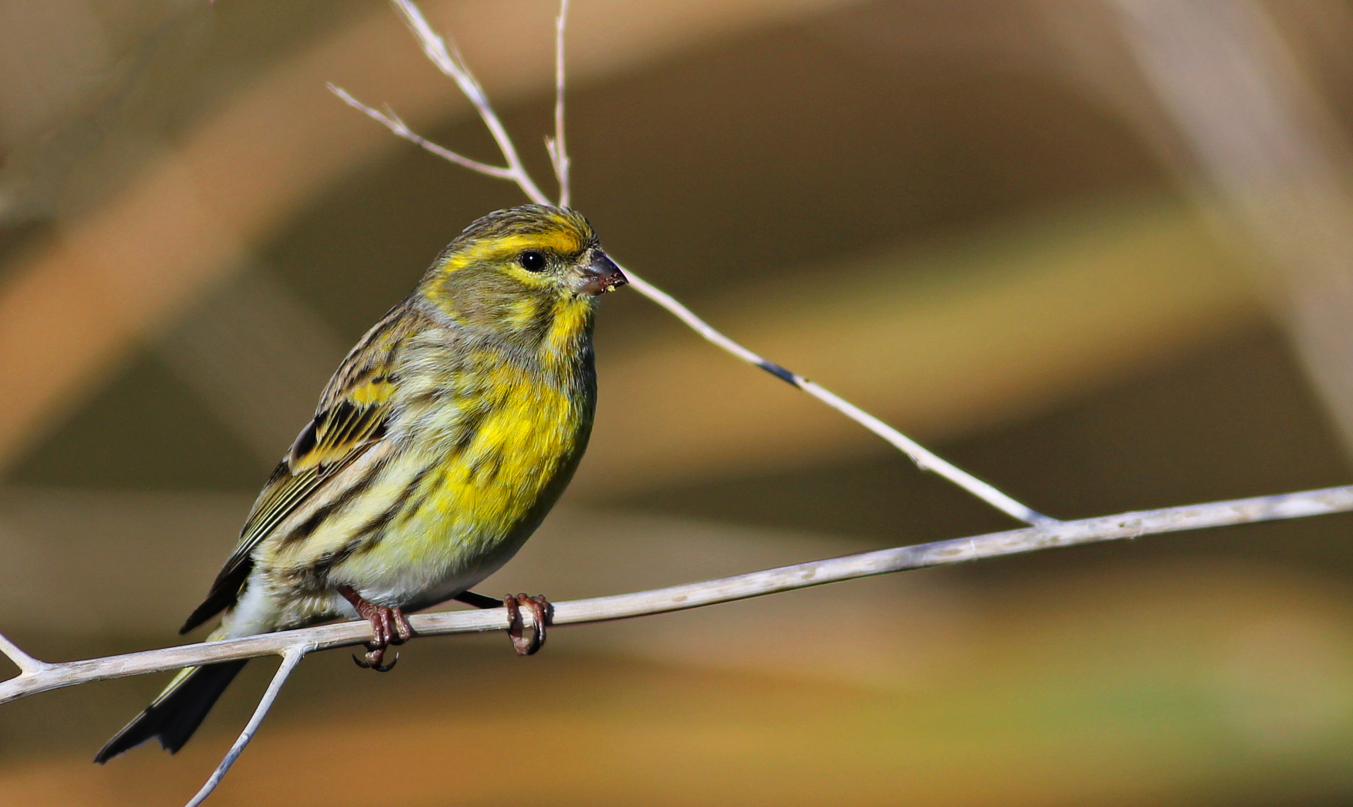 European Serin